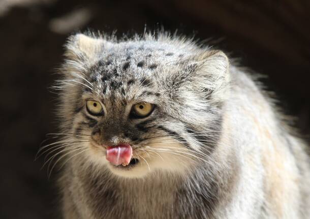Gatti Manul