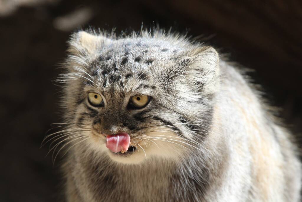 Gatti Manul