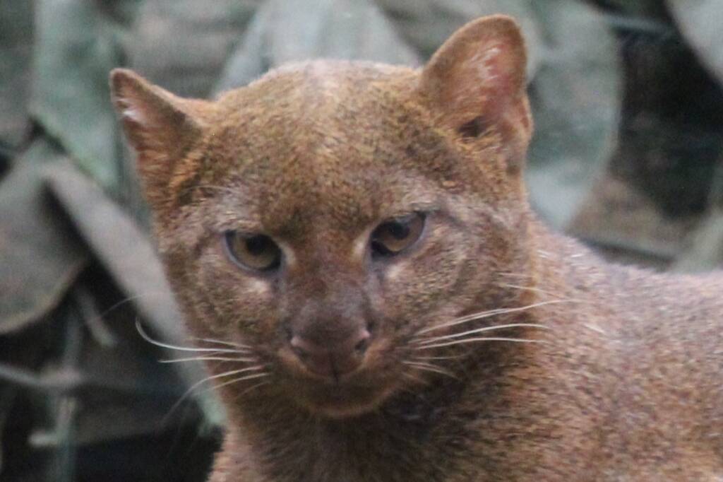 Felini, che Passione!