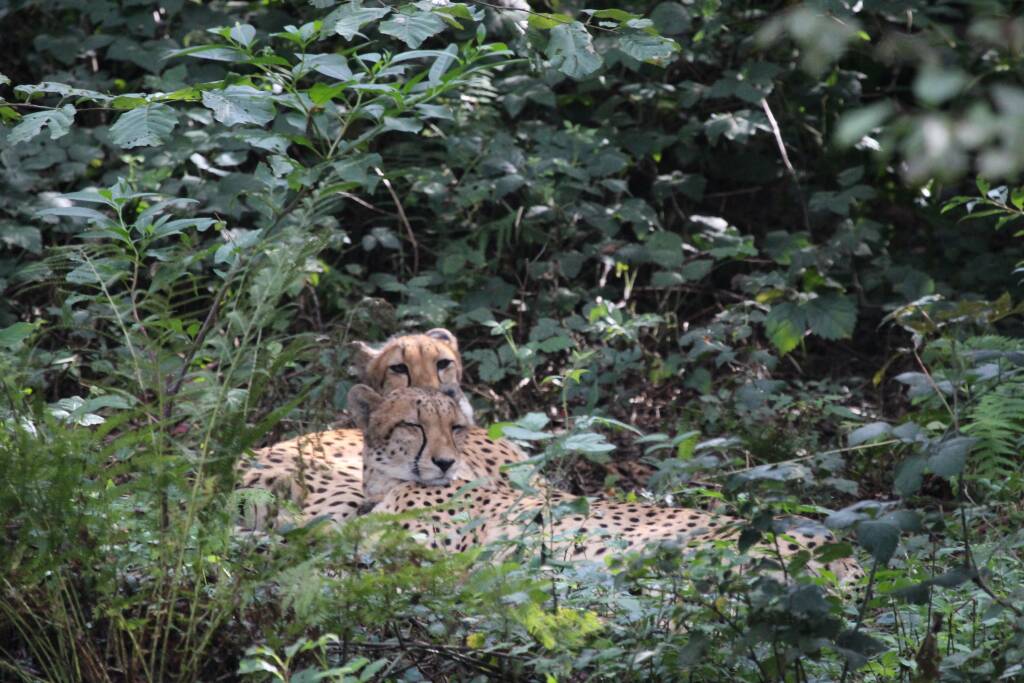 Felini, che Passione!