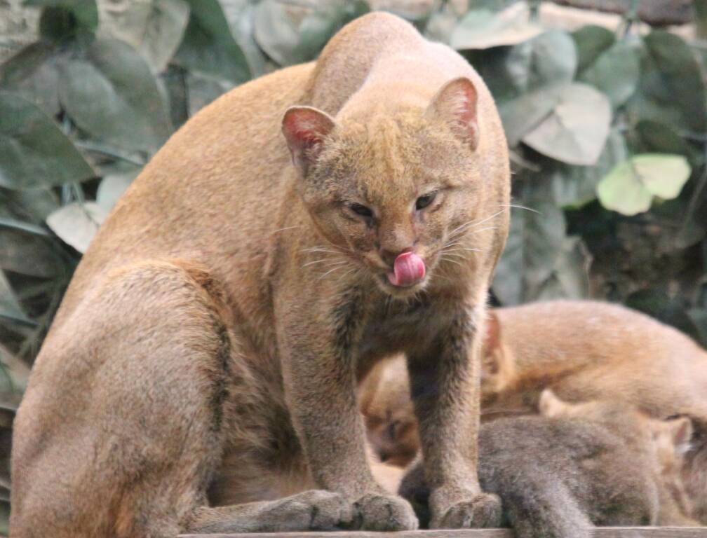 Felini, che Passione!