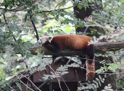 Panda rosso