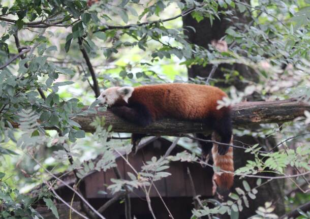 Panda rosso