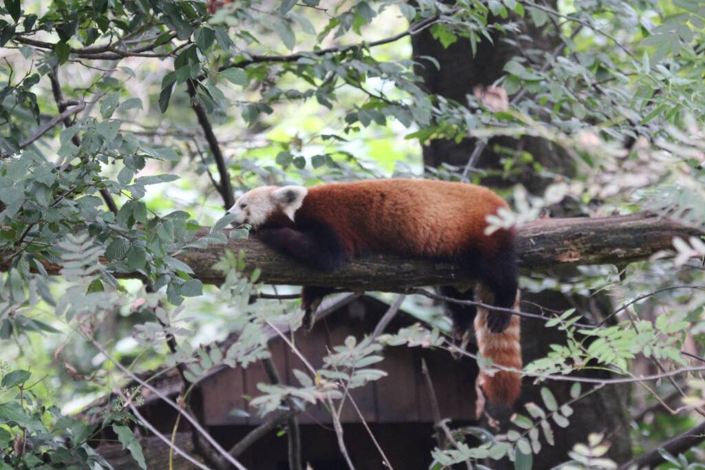 Panda rosso