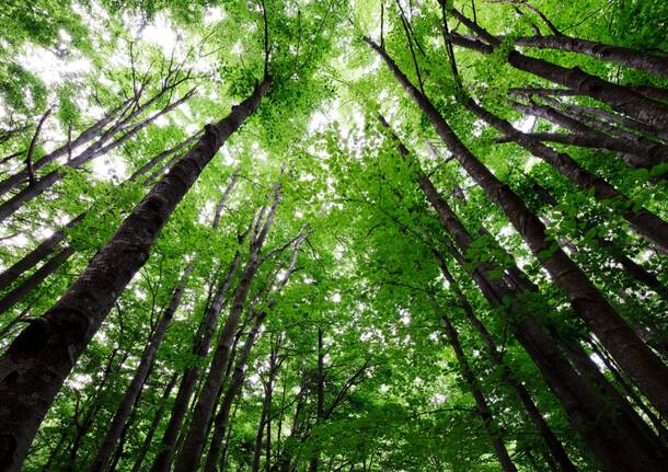 Forest Bathing Oasi Zegna