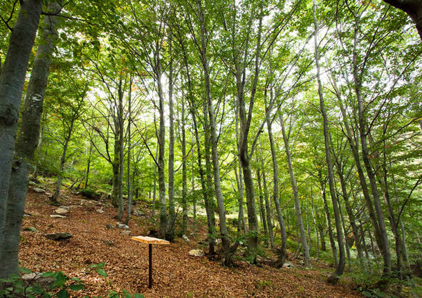 Forest Bathing Oasi Zegna