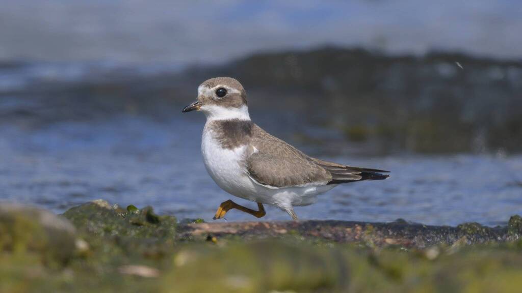 foto del giorno 26 agosto 2025 corriere grosso germignaga | ivano aglieri