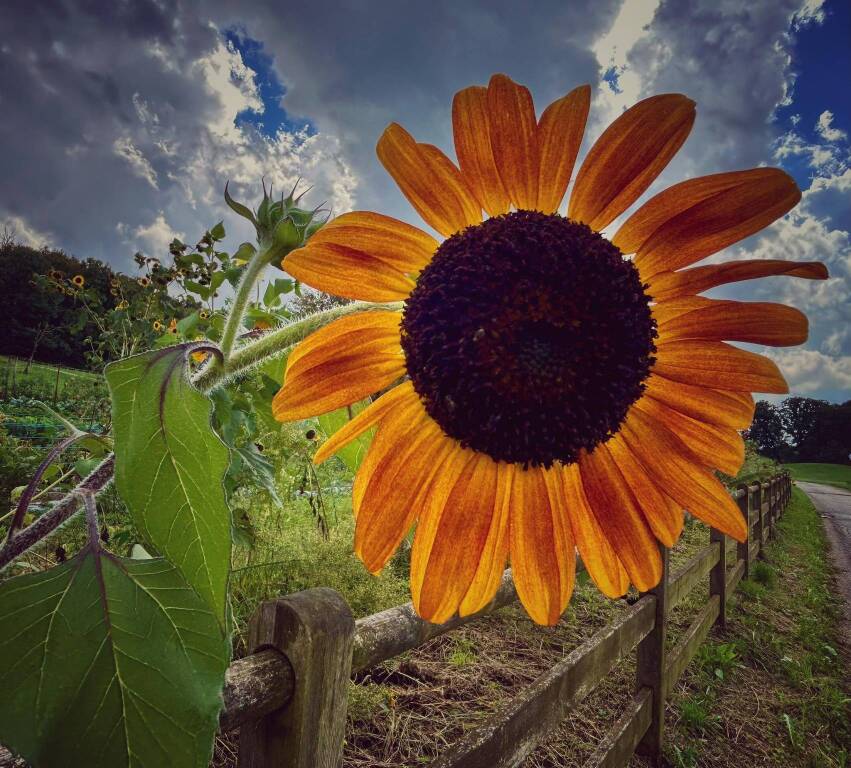 foto del giorno girasole Angela Garegnani
