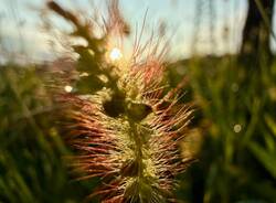 foto spiga grano - geneletti