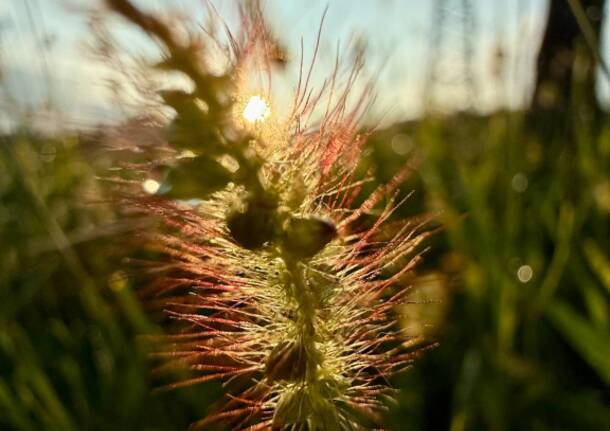 foto spiga grano - geneletti