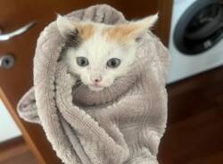 gattina da adottare