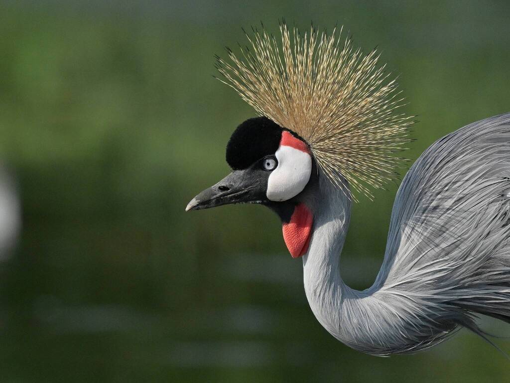 Gru Coronate alla Foppa di San Vittore Olona, foto by Mariano Lupo e Giuliano Lavazza