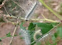 ifantria