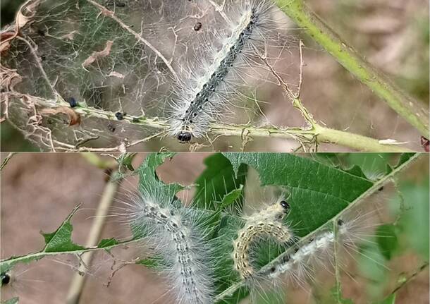 ifantria