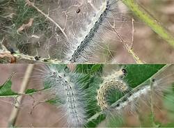 ifantria