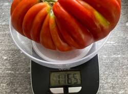 Il maxi pomodoro di Orino