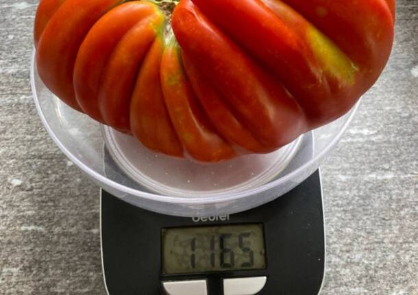 Il maxi pomodoro di Orino