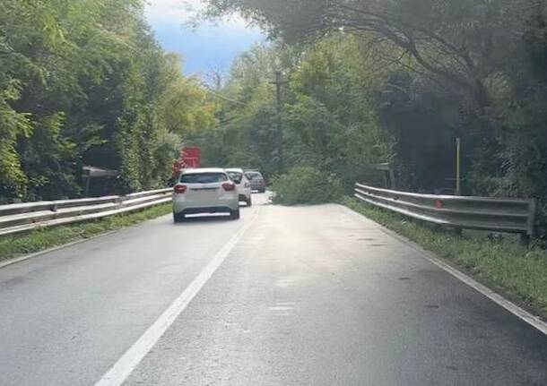 pianta caduta cassinetta