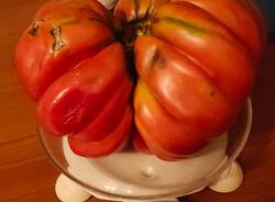 Pomodori da guinness