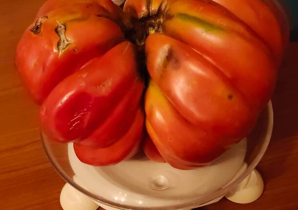 Pomodoro da guinness