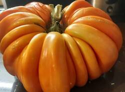 A Golasecca il pomodoro gigante