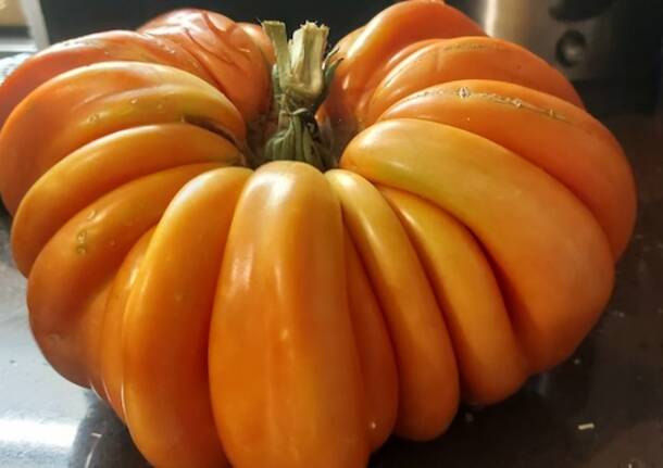 A Golasecca il pomodoro gigante