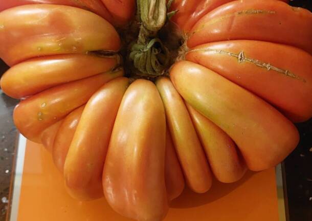 A Golasecca il pomodoro gigante