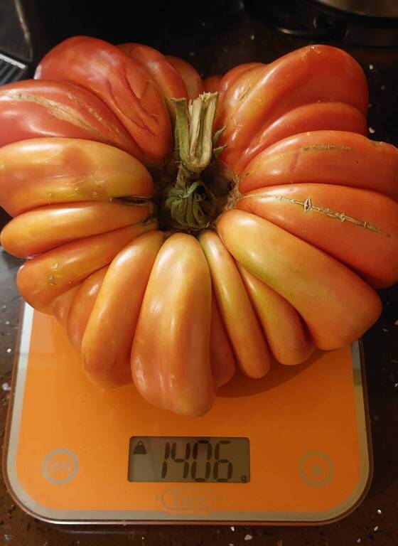 pomodoro golasecca