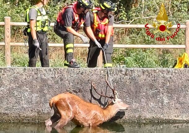 Cervo nel naviglio a Vizzola Ticino