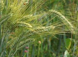 agricoltura