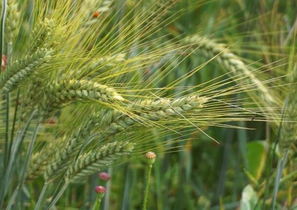 agricoltura
