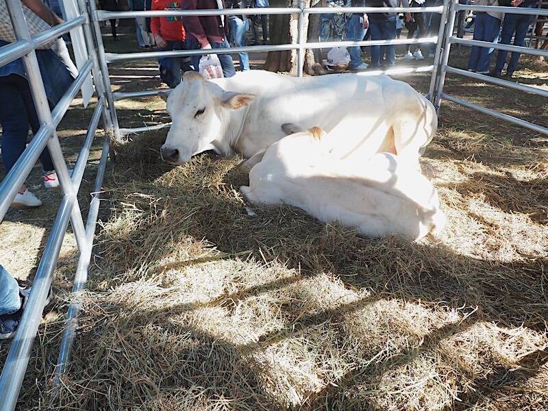 AgriVarese a Busto Arisizio - 2025