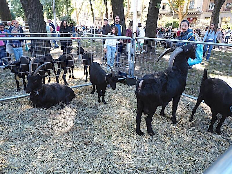 AgriVarese a Busto Arisizio - 2025