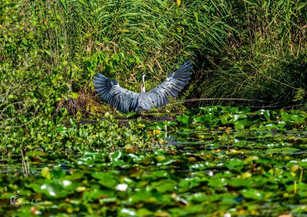 airone palude brabbia - foto di Sergio De Simone