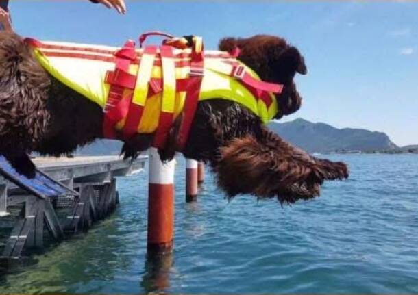 Cani da salvataggio lisanza 