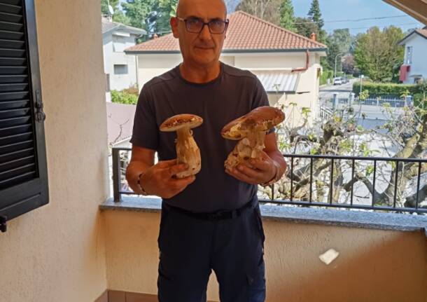 Funghi in piemonte