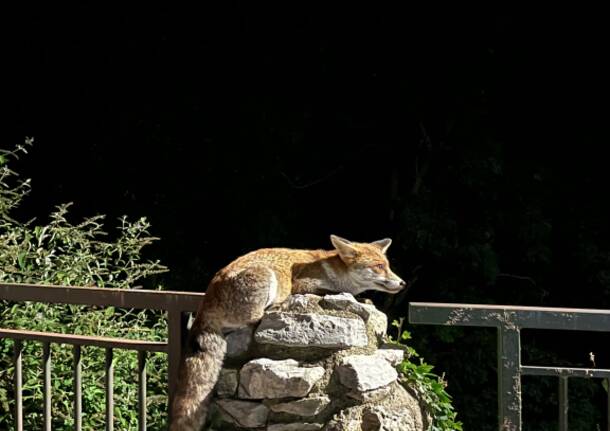 Volpe al Sacro Monte