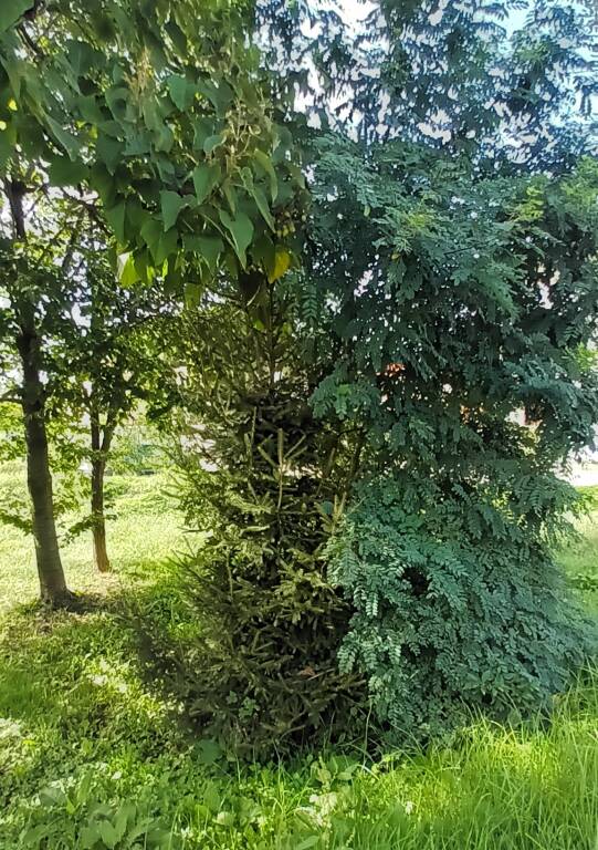 Manutenzione del verde