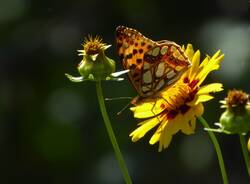 farfalla parco pineta