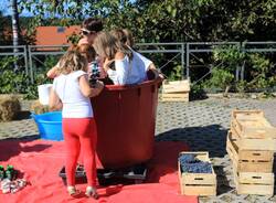 festa dell'uva besnate - pigiatura uva
