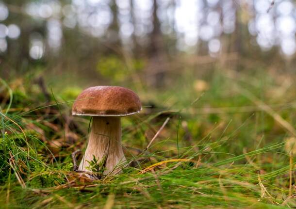 funghi oasi zegna