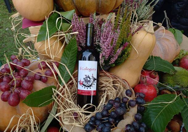 Il collegiata - castiglione olona - vino 