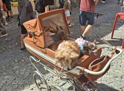 La festa degli Spazzacamini 2025 Santa Maria Maggiore 