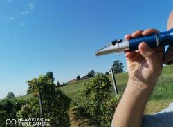 La vinificazione all'Isis Newton