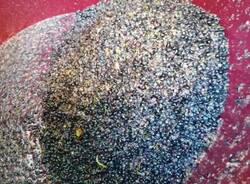 La vinificazione all'Isis Newton