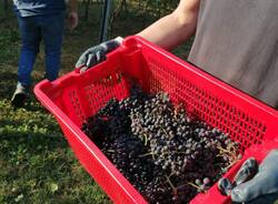 La vinificazione all'Isis Newton