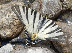 Metamorfosi tra Lago e Ciottoli