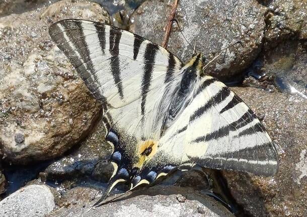 Metamorfosi tra Lago e Ciottoli