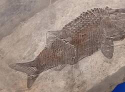 Pesce fossili besano