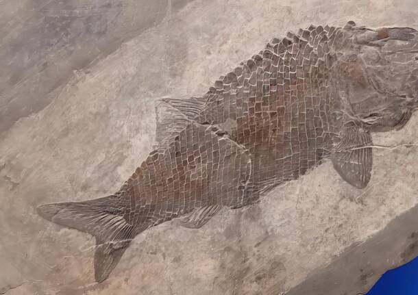 Pesce fossili besano